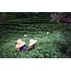 Black tea "Thyolo" from Malawi, Africa, high-quality black tea from