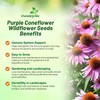 Outsidepride Purple Echinacea Coneflower Seeds - 1000 Pcs Perennial, Deer-Proof