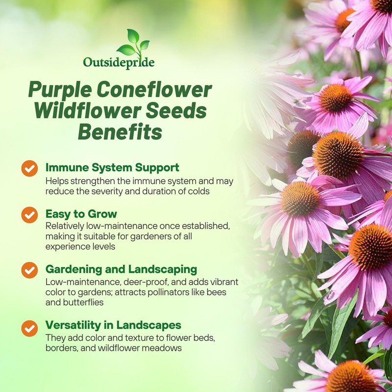 Outsidepride Purple Echinacea Coneflower Seeds - 1000 Pcs Perennial, Deer-Proof