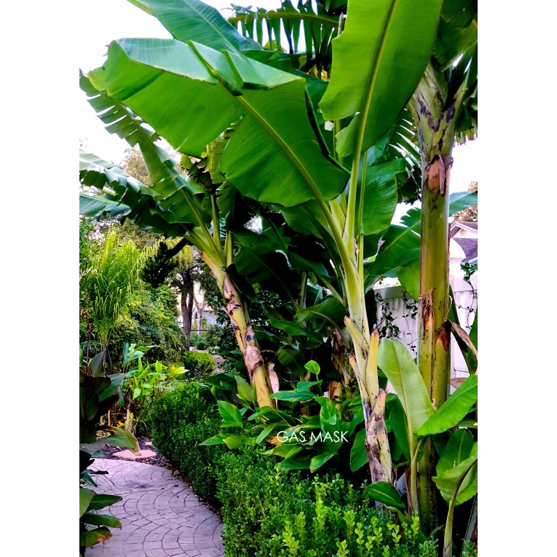 Tree Cold Hardy, Rajapuri Banana Tree, Live Plant, Fruit Bearing