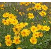 Lanced Leaf Coreopsis Seeds - 1000 Seeds - 36" Tall