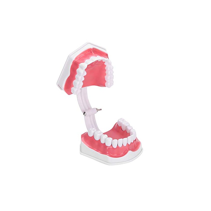 Modelo de Dientes de Enseñanza Modelo de Dientes Estándar con