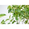 Fuji Apple Tree, Live Plant, Includes Special Blend Fertilizer &