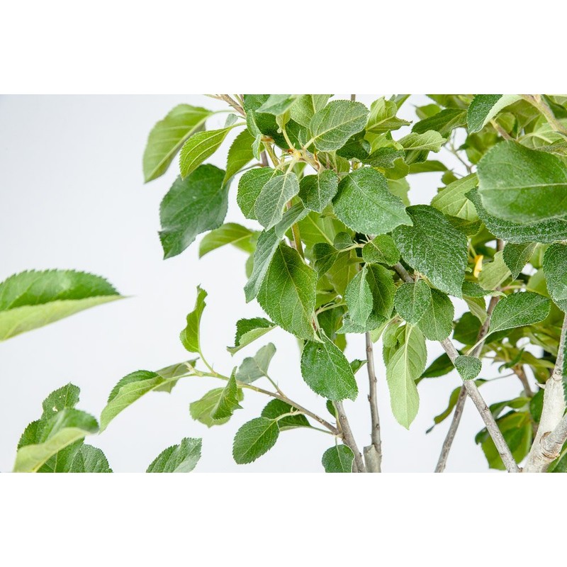 Fuji Apple Tree, Live Plant, Includes Special Blend Fertilizer &