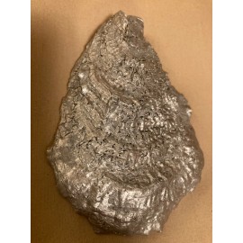 Unbranded Black White Tuxedo Kitty Cat Decorative Oyster Shell Jewelry Rings Trinket Dish