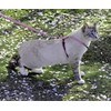 PetSafe Come with Me - Arnés de Gatito y Correa