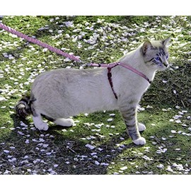 PetSafe Come with Me - Arnés de Gatito y Correa elástica, arnés para Gatos, NA, Rosa DE PULSEROBurgundy, Mediano                                      