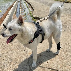 Medium Dog Patellar Dislocation Protector / 강아지 슬개골 탈구 보호대 중형