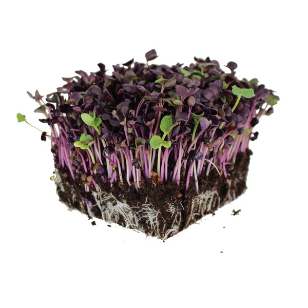Rambo Purple Sprouting Radish Garden Seeds - 1 Lbs -