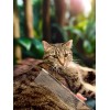 Warren London Cool Cat Comb