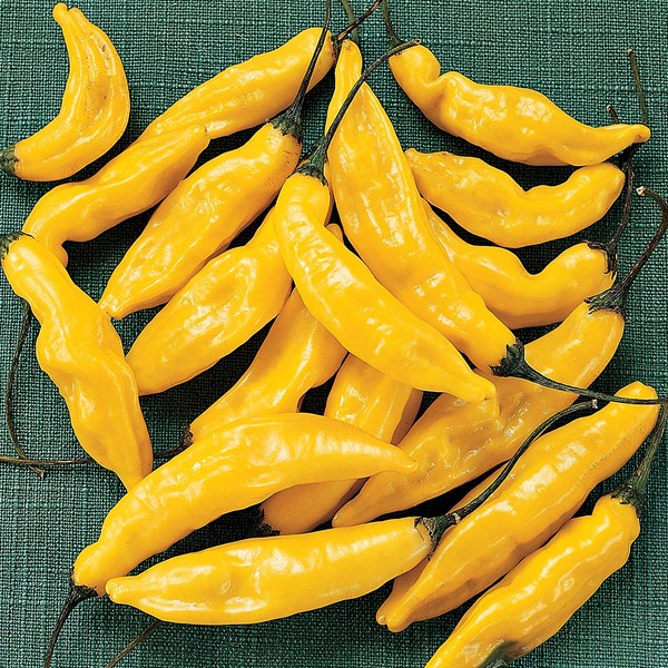 Burpee Lemon' Heirloom Hoy Spicy Cayenne Pepper, 90 seeds