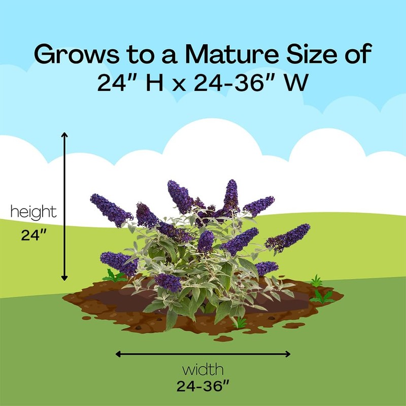 Proven Winner Pugster Buddleia, True-Blue Flowers, 2 Gal. (Pugster Blue)