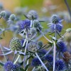 Outsidepride 5000 Seeds Perennial Silver Blue Eryngium Planum Sea Holly