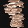 Summer Oyster Mushroom Spawn 30 Dowels Free Wax