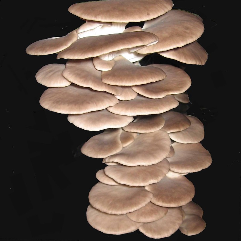 Summer Oyster Mushroom Spawn 30 Dowels Free Wax