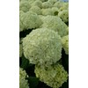 Hydrangea arb. 'Annabelle' (Smooth Hydrangea) Shrub, white mophead flowers, #3