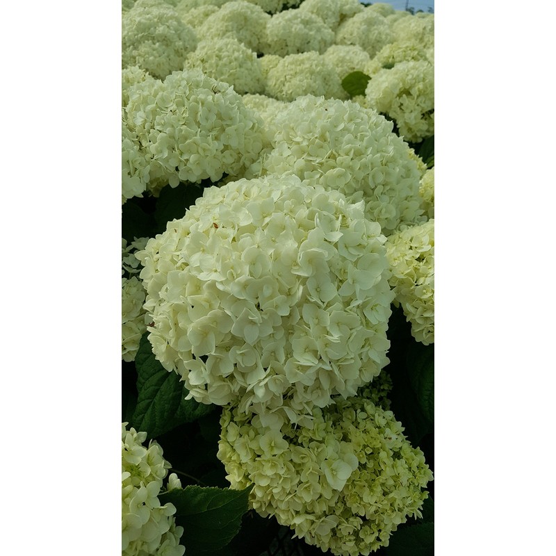 Hydrangea arb. 'Annabelle' (Smooth Hydrangea) Shrub, white mophead flowers, #3