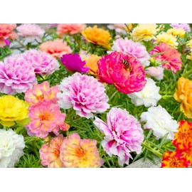 5000 Lovely Pink Moss Rose Seeds, Heirloom Double Flowered Perennial Rose Moss Flower Seeds for Planting Outdoors Ground Cover Cool Gifts for Plant Lovers