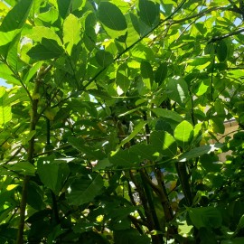 Fresh 12  ORGANIC Bay Leaf Lauras Nobilis, Coastal Camarillo FRESH CUT ship FREE