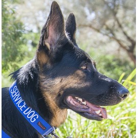 Dexil Service Dog Blue Color Coded L-XL Buckle Collar (15-25" Lx1.5" W) Prevents Accidents, Fits Neck 15-25inches, Nylon, Embroidered Wording, Color-Coded System for Safety and Awareness