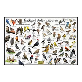 Where's Wildlife Backyard Birds of Wisconsin Bird Identification Poster Divided into Year-round Residents and Seasonal Visitors - Birdwatching Nature Chart (12" x 18")