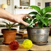 Plant Self Watering Globes, Colorful Glass Plant Watering Device Outdoor
