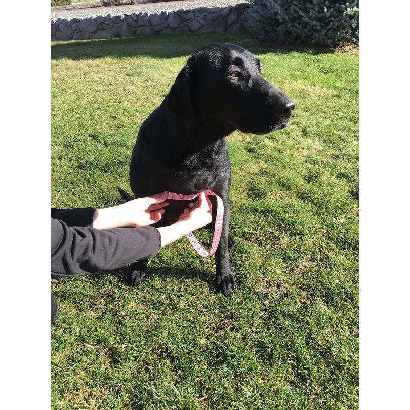 CUGA Vest Serious Protection for The Active Dog (MED, Orange/Coyote)