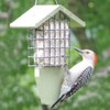 Birds Choice GSTP Green Solutions Suet Feeder