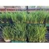 Lemongrass 10 Lemongrass ROOTED Stalks, Mosquito Repellent, Easy to Plant