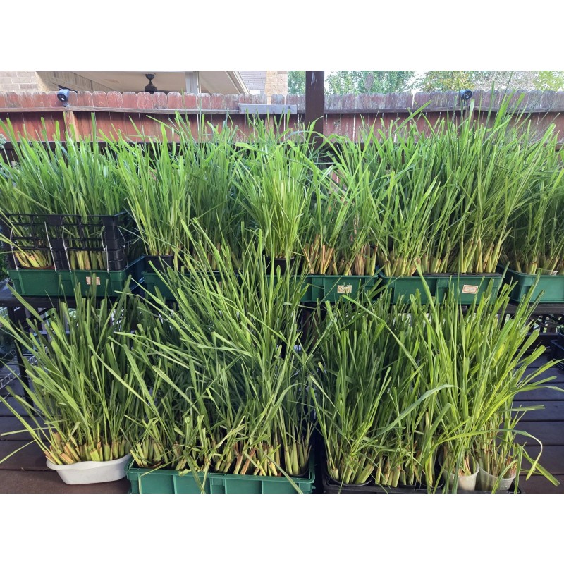 Lemongrass 10 Lemongrass ROOTED Stalks, Mosquito Repellent, Easy to Plant