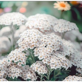 ACHILLEA millefolium (White Yarrow) Flower Seeds, Tough and Hardy, Seeds by MySeeds.Co, You Choose The Amount (1 oz)