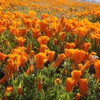 UtopiaSeeds California Poppy Seeds - Orange Poppies - California State
