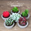 DarkSteve Decorative Citronella Plant Candle Collection - 6 pcs |
