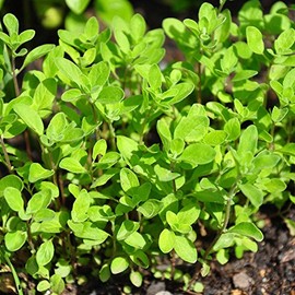 Sweet Marjoram Herb Garden Seeds - 1 Oz - Non-GMO, Heirloom Herbal Gardening Seeds - Annual