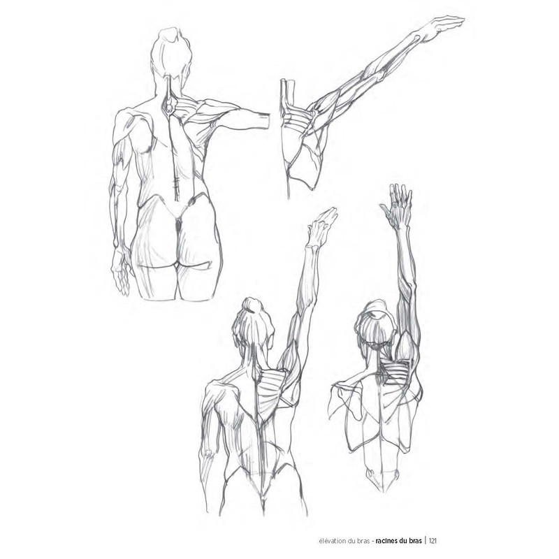 Morpho: Anatomie artistique