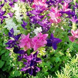David's Garden Seeds Flower Native American Sage Clary Tricolor Mix 1317 (Multi) 200 Non-GMO, Open Pollinated Seeds