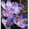 Crocus Bulbs White Yellow Purple Lilac Green Fall Plant Spring