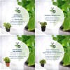 Live Aromatic and Edible Herb Assortment (Lemon Verbena, Eucalyptus, Mint,