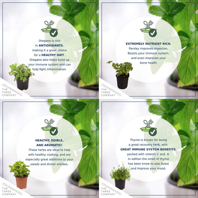 Live Aromatic and Edible Herb Assortment (Lemon Verbena, Eucalyptus, Mint,