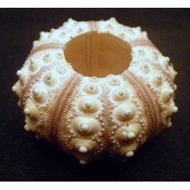 Two Sputnik Urchins 1.5 - 3" purple sea urchin without spines beach decor home