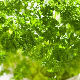 Organic Forest Green Parsley - 1 OZ Bulk ~11,000 Seeds - Organic, Heirloom, Open Pollinated, Non-GMO, Farm & Vegetable Gardening & Herb Seeds
