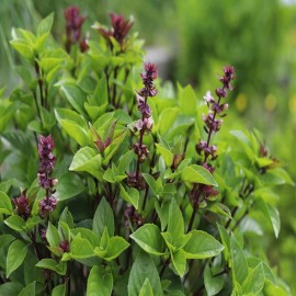 Axel's Garden Seeds Thai Basil Seeds for Planting - Heirloom Non GMO Open-Pollinate - 1 Ounce (Approx 16,500 Seeds)