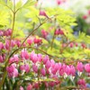 Dicentra Spectabilis Seeds for Planting - 100 Bleeding Heart Seeds