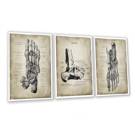 Gnosis Picture Archive Vintage Foot Anatomy Art Prints, 8.5x11 inches, Set of 3 Unframed Pedicure/Podiatry Wall Decor