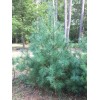 White Pine 24"-30" Eastern White Pine Tree Seedlings/Transplants; Lot of