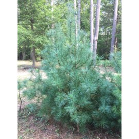 White Pine 24"-30" Eastern White Pine Tree Seedlings/Transplants; Lot of 3 ea; Bare Root