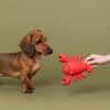 Fringe Studio Latex Dog Toy, Snappy and Happy, Pet Shop