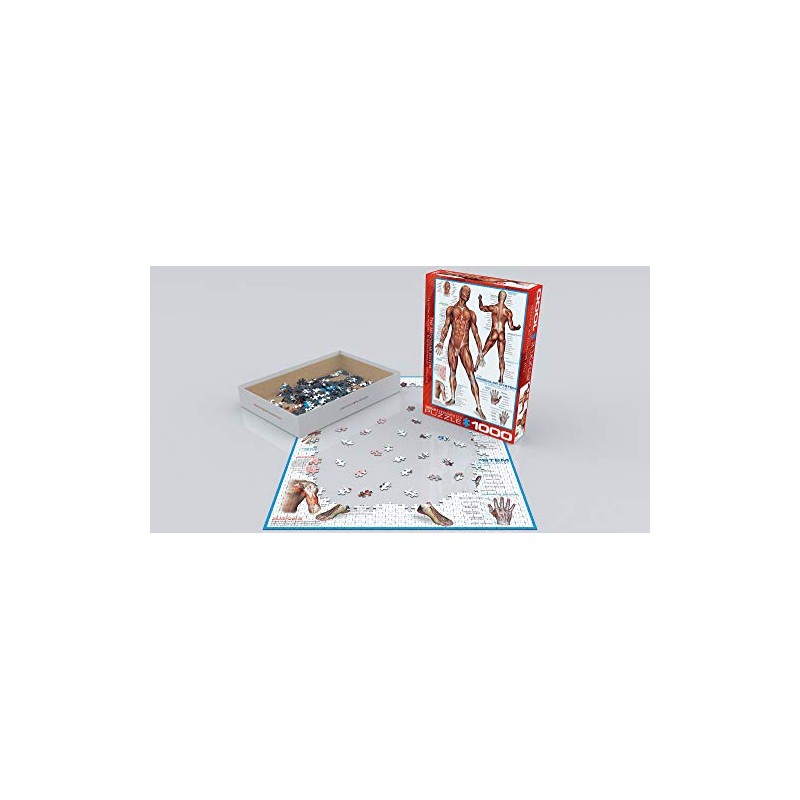 EuroGraphics Muscular System Puzzle (1000-Piece) (6000-2015)