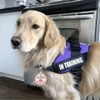 Service Dog in Training Patch 2 Pcs, Servcie Dog ID