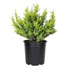 Lime Glow Juniper | 1 Live 4 Inch Pot |